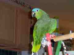 Mealy Parrot